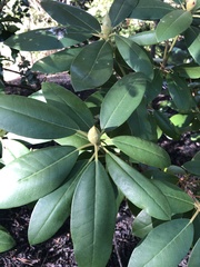 Rhododendron canadense