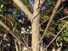 Baccharis heterophylla