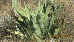 Agave marmorata