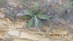 Agave marmorata