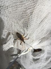 Rhynocoris violentus