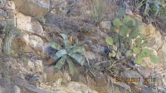 Agave marmorata