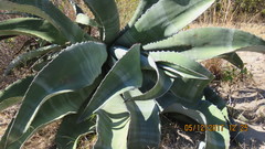 Agave marmorata