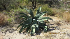 Agave marmorata