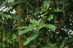 Phoebe formosana
