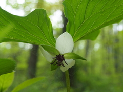 Trillium rugelii