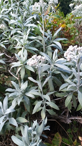 Helichrysum melaleucum