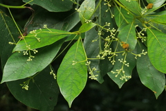 Phoebe formosana