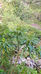 Euphorbia mellifera
