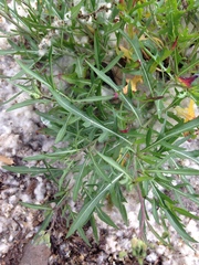 Diplotaxis tenuifolia