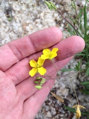 Diplotaxis tenuifolia