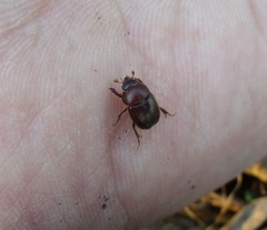 Ochodaeus chrysomeloides