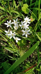 Ornithogalum umbellatum