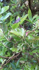 Image of Vaccinium padifolium