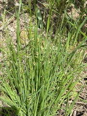 Melica picta