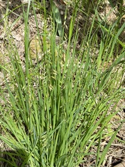 Melica picta