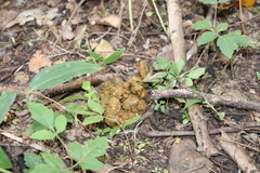 Pan troglodytes verus