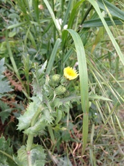 Sonchus oleraceus