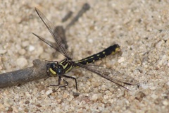 Hylogomphus