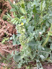 Sonchus oleraceus
