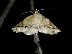 Ischalis gallaria