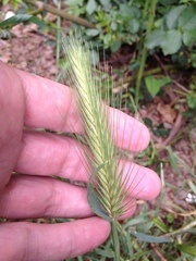 Hordeum