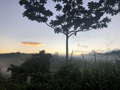 Cecropia schreberiana