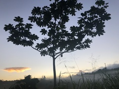 Cecropia schreberiana