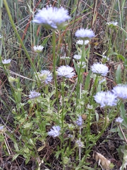 Jasione blepharodon
