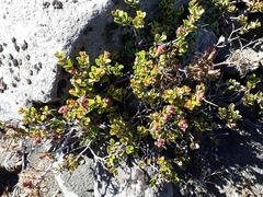 Gaultheria colensoi