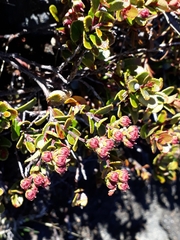 Gaultheria colensoi