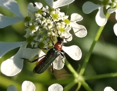 Callimus abdominalis