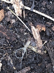 Tetragnatha montana