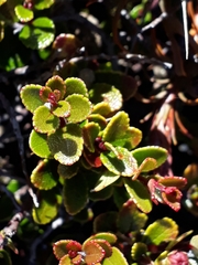Gaultheria colensoi