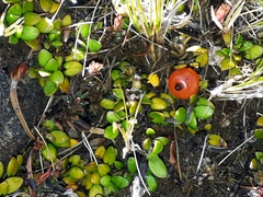 Coprosma perpusilla perpusilla