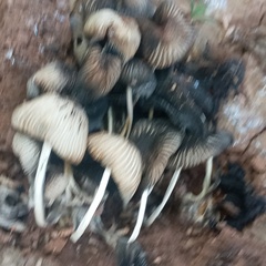 Coprinellus