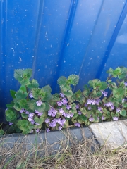 Glechoma hederacea