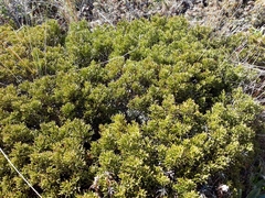 Halocarpus bidwillii