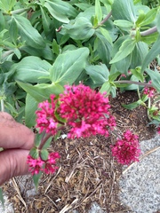 Centranthus ruber