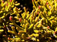 Halocarpus bidwillii