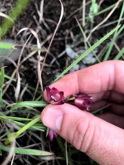 Eulophia aculeata huttonii