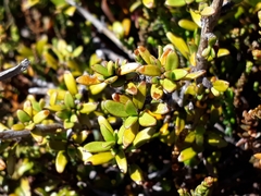 Coprosma cheesemanii