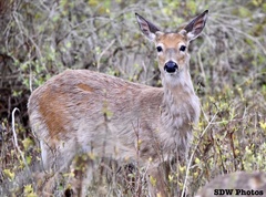 Odocoileus virginianus