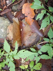 Cavanillesia platanifolia