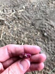 Eulophia aculeata huttonii