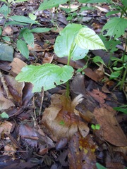 Cavanillesia platanifolia