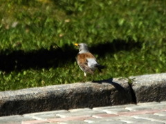 Turdus pilaris