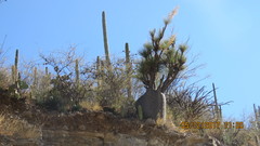 Beaucarnea