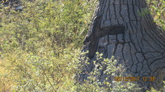 Beaucarnea