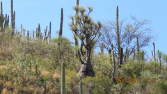 Beaucarnea
